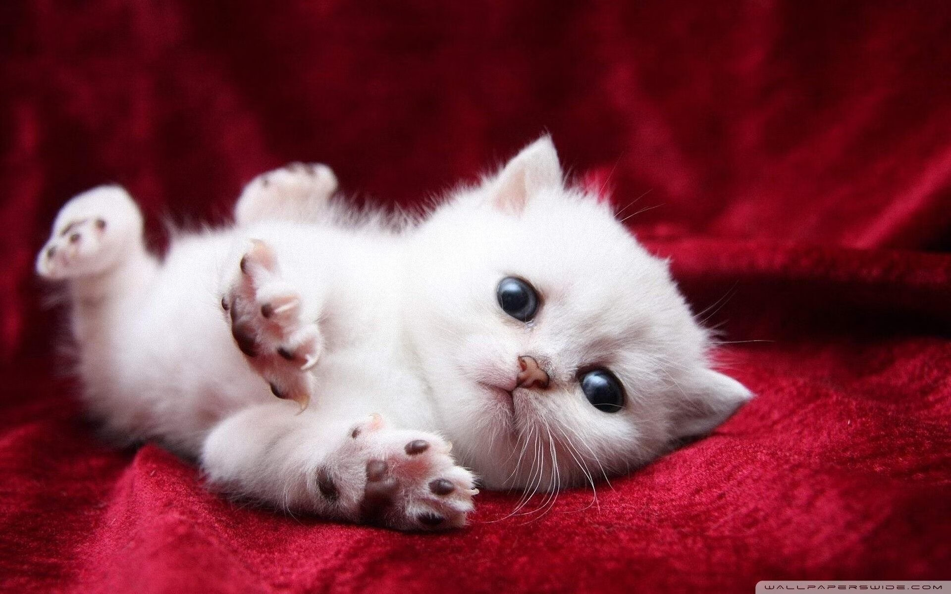 kaiyun中国官方网站-“英超领跑球队开启新一轮攻势”，英超son