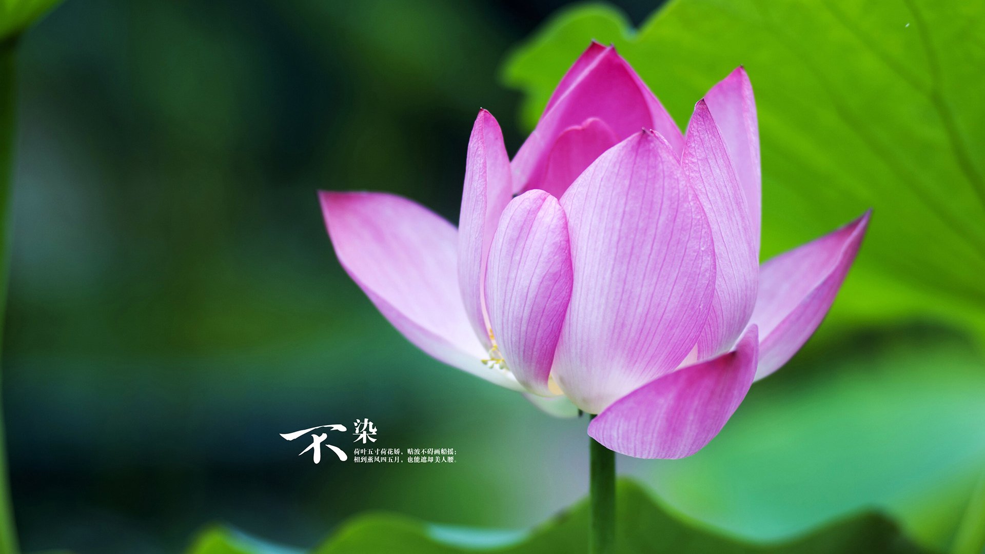 开云网页版-电竞选手个人品牌建设加速，电竞职业选手挂牌