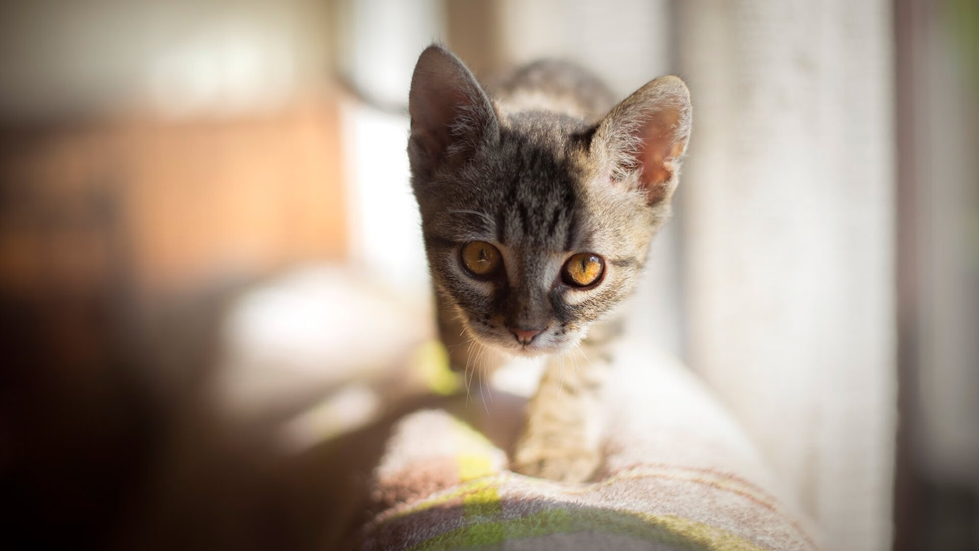 篮球青训基地设施升级加快人才成长,篮球青训队