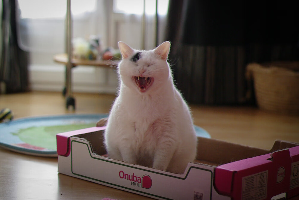 Astralis 与 Elgiganten 合作,举办线下活动,astellia官网