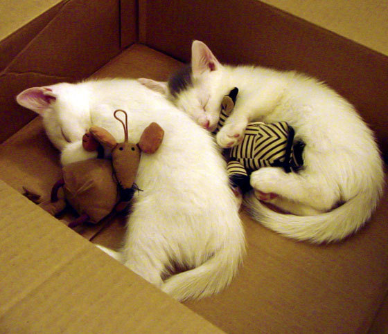 创纪录自行车山地速降成绩惊人,中国山地车速降比赛