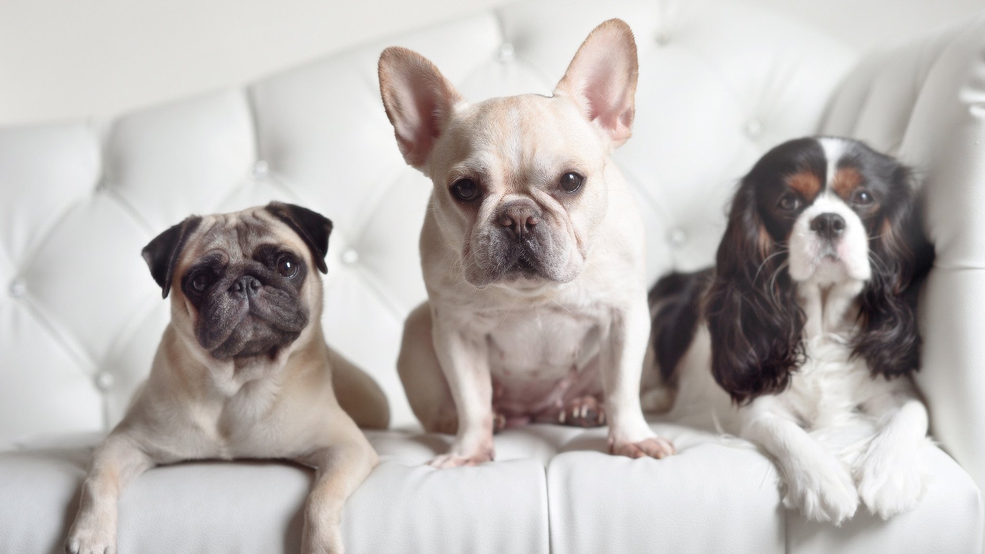 开云入口-利雅得新月备战沙特国家德比，利雅得新月足球俱乐部