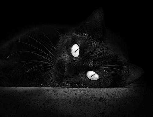 加拿大新秀在美联赛崭露头角,成为焦点,加拿大nba