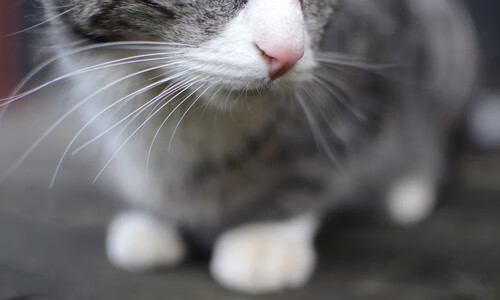 开云kaiyun-女足球队内部竞争激烈，提升整体实力，女足球队名称霸气