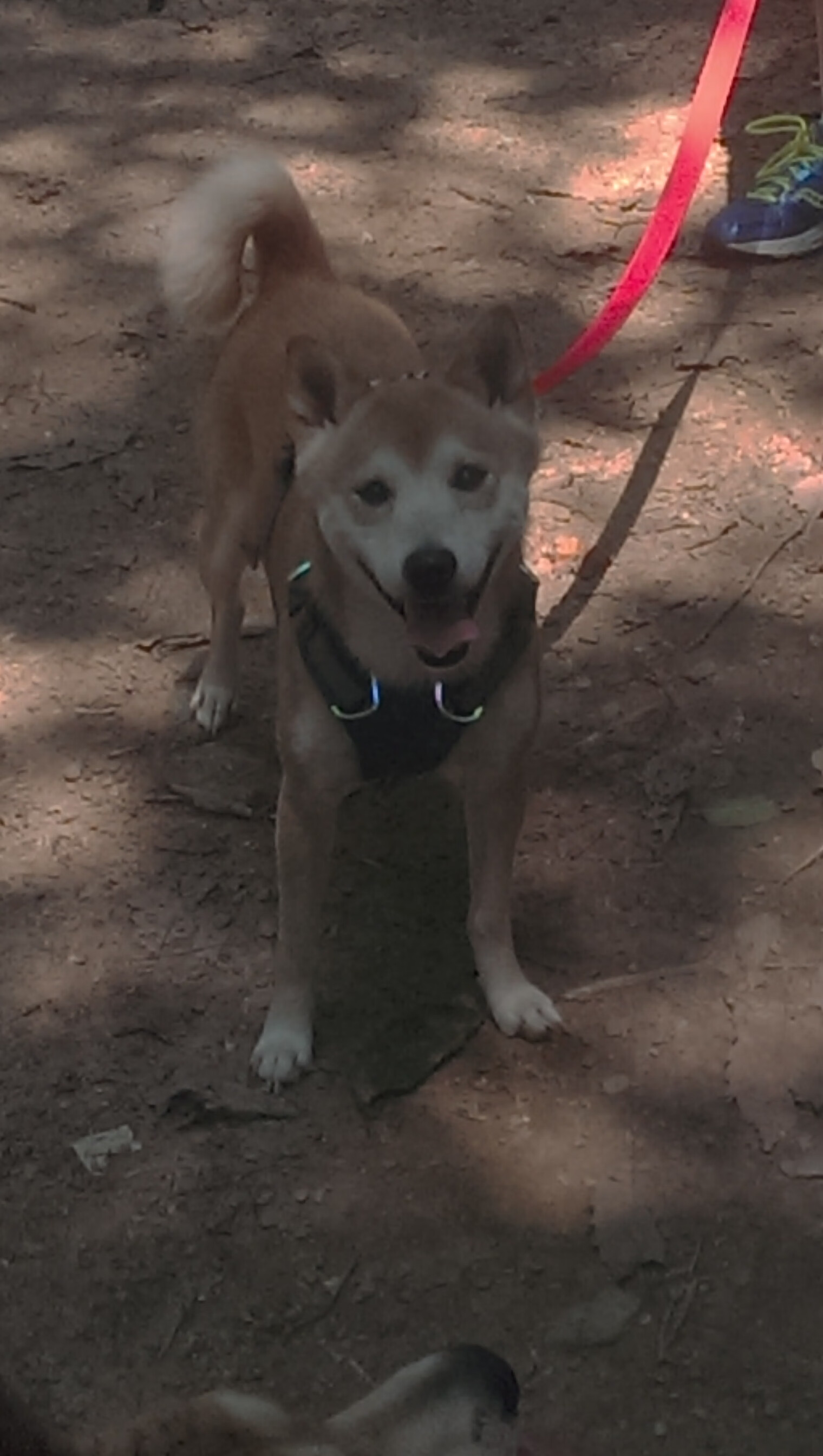 巴拉圭大胜波黑,晋级四分之一决赛,巴拉圭赛程500