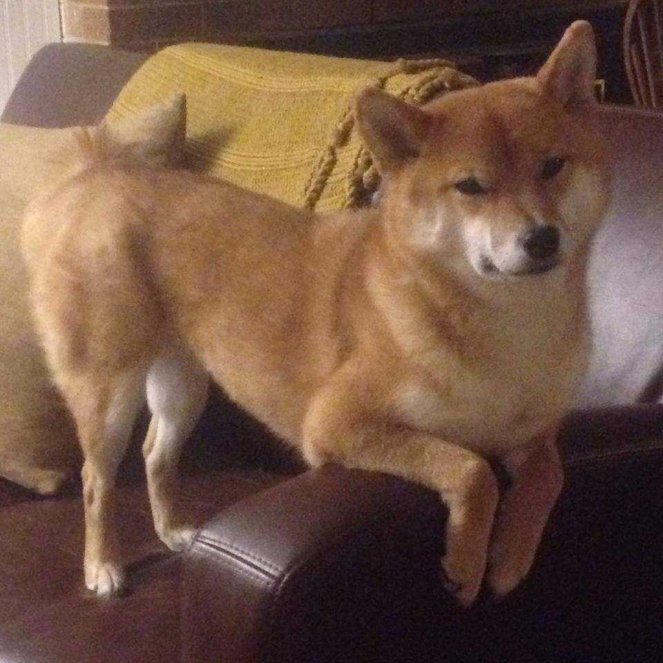 掘金中锋约基奇致命三分帮助战胜湖人,约基奇砍下27分11助 掘金5人得分上双