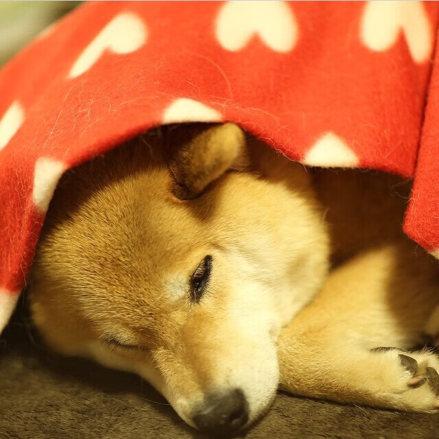 KAIYUN 中国大陆-比利时队在周末友谊赛事中取得胜利，比利时队的比赛