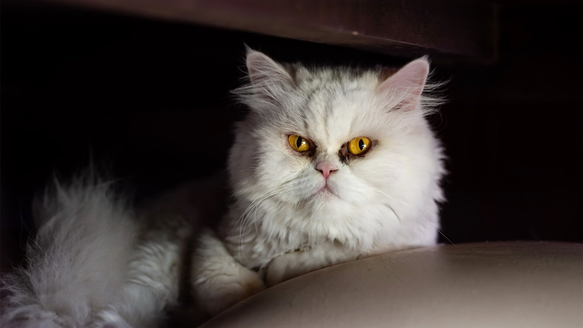 体育广播节目受众画像及传播优化方案,广播电视体育节目如何进行媒介融合