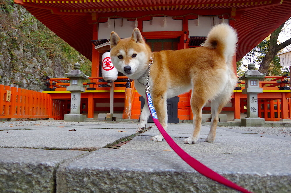 开云网页版-西甲“逆转王”：本轮比赛多支球队实现绝地反击