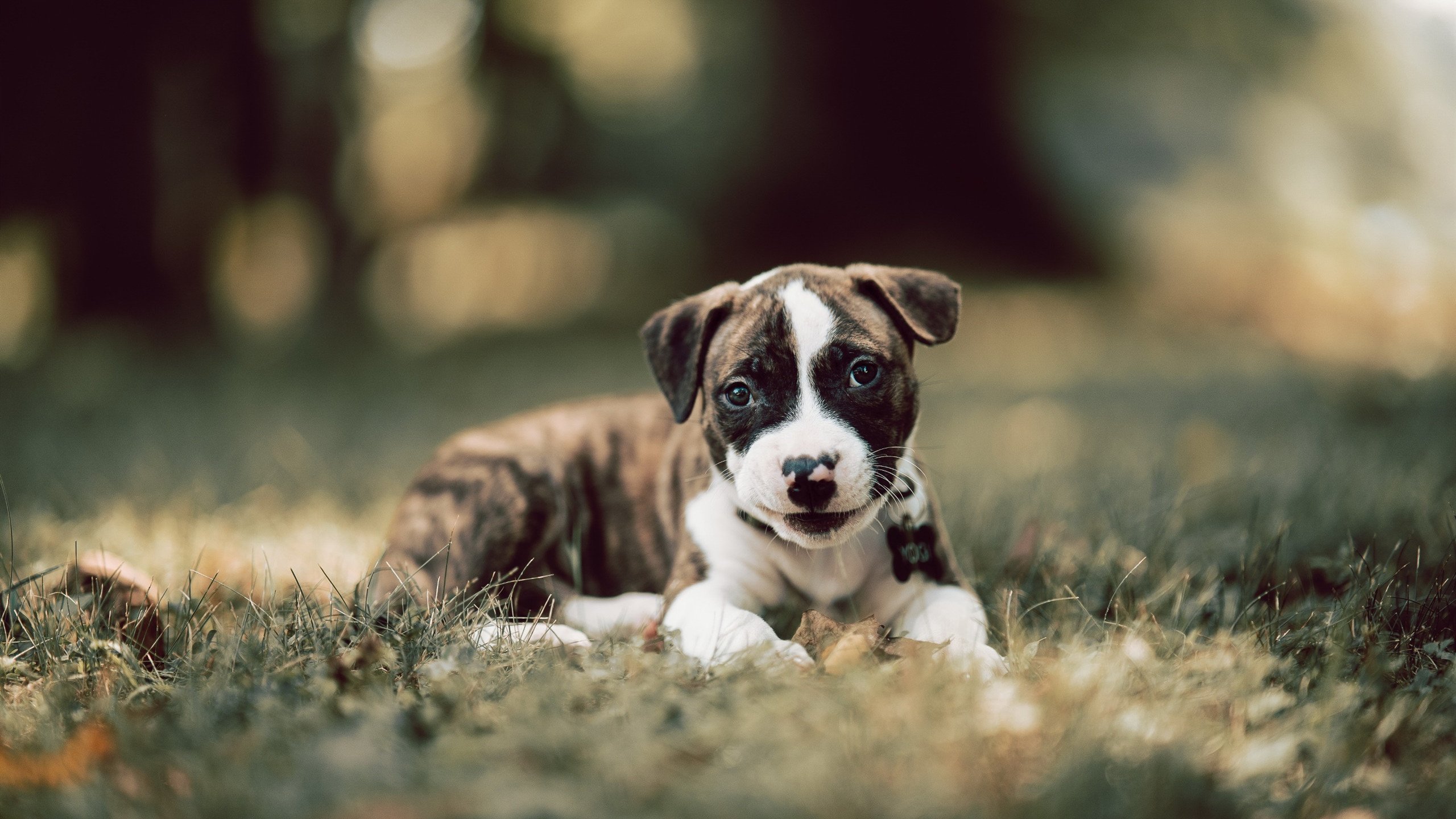 开云体育APP下载-CBA球队优化训练节奏控制强度，cba的训练强度