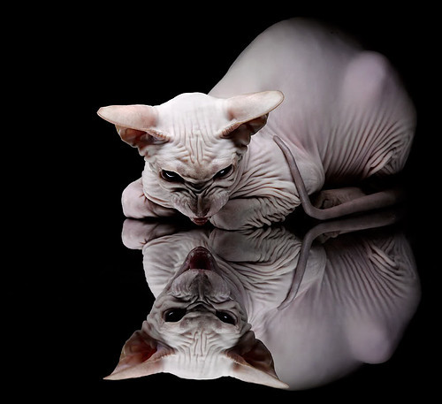 Kaiyun APP-青训体系是否真的解决了人才问题，青训的要求